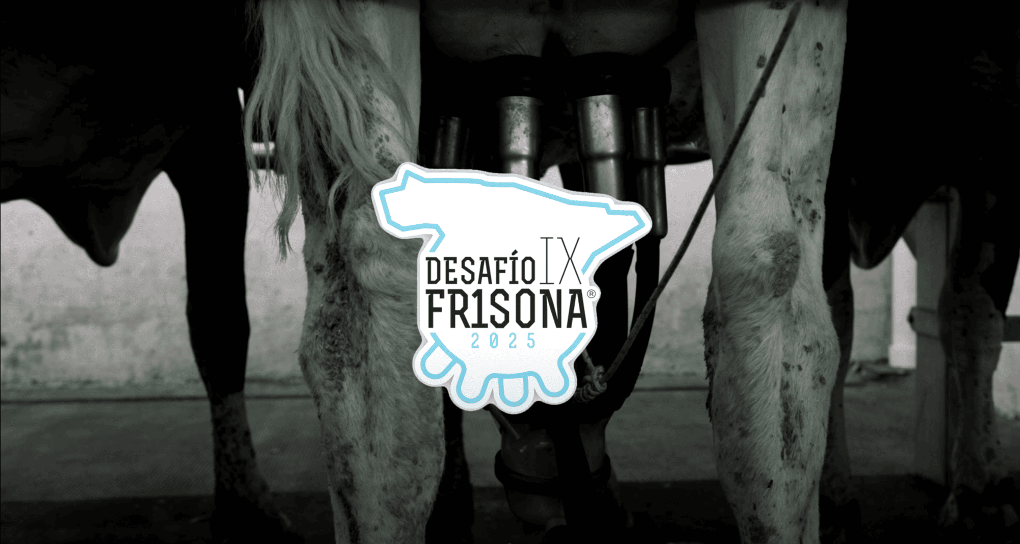 Desafío Frisona 2025: el concurso que impulsa la excelencia en las granjas lecheras