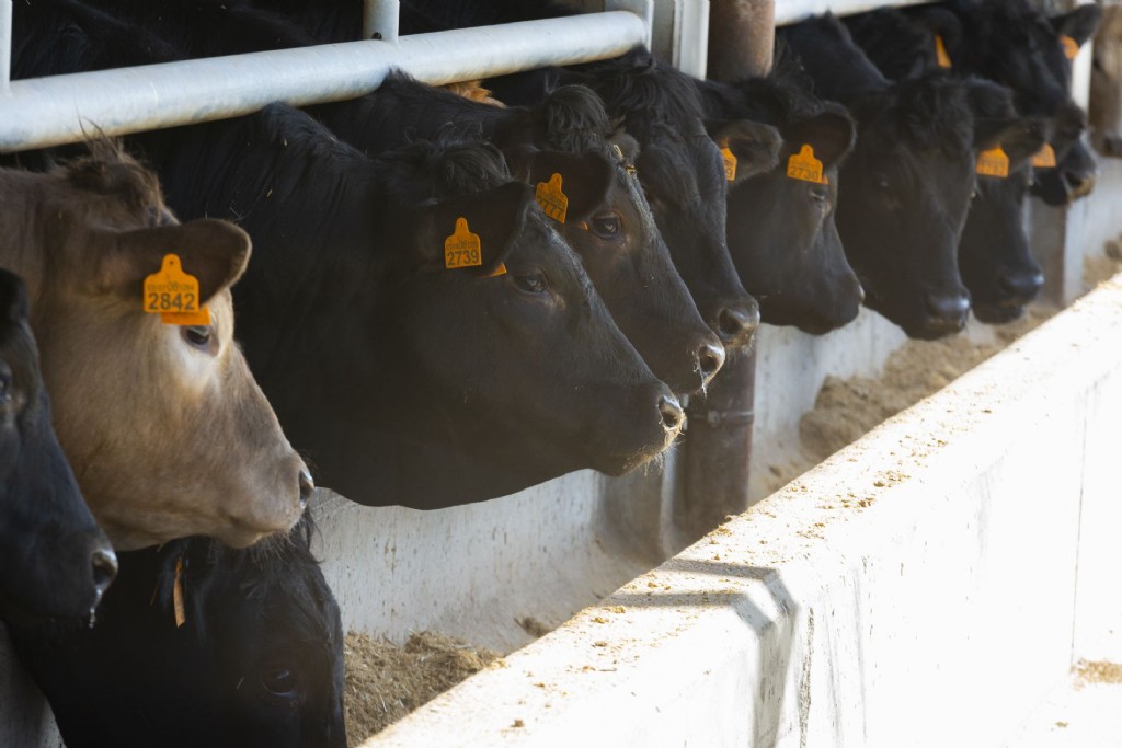 Trazabilidad del ganado bovino en España: lo esencial