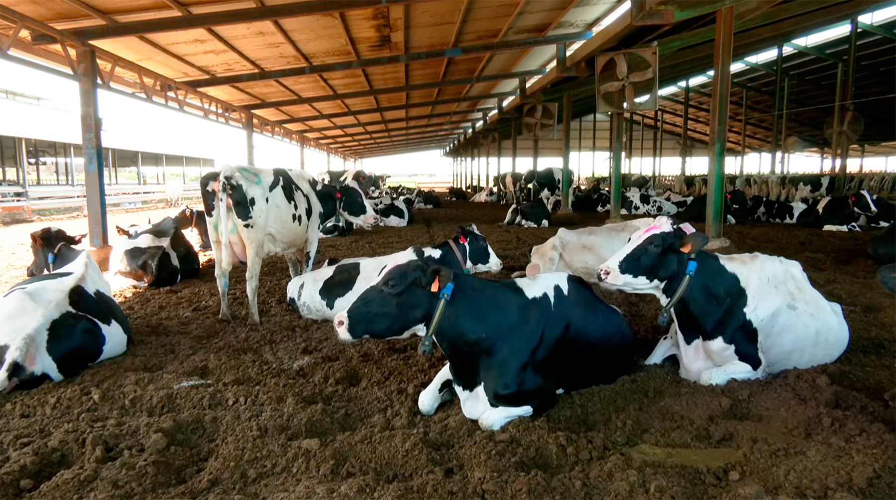 Conocemos una granja de vacas frisonas en Andalucía, una raza integrada y muy productiva